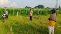 Bhabinkamtibmas Labuapi Aktif Dorong Ketahanan Pangan di Desa Karang Bongkot