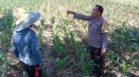 Bhabinkamtibmas Labuapi Dampingi Petani, Gencarkan Program Ketahanan Pangan di Bagik Polak Barat