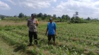 Sinergi Polri dan Petani: Polsek Gerung Galakkan Pemanfaatan Lahan Pekarangan untuk Pangan Bergizi