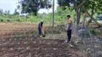 DDS Polsek Sekotong Dorong Pemanfaatan Lahan Pertanian Warga
