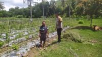 Dukung Ketahanan Pangan, Polri Aktif di Desa Batu Putih