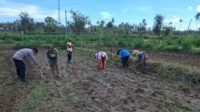 Peran Polri Dalam Swasembada Pangan di Sekotong, NTB
