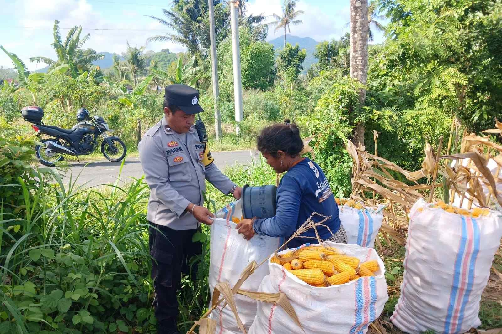 Polsek Gerung Aktif Dukung Rantai Pasok Pertanian