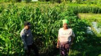 Polsek Lembar Dampingi Warga Mareje Timur Atur Tanam Jagung