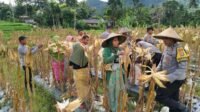 Panen Raya Jagung di Lombok Barat: Sinergi Petani dan Polri