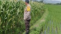 Mitra Tani: Peran Polisi dalam Mewujudkan Pangan Mandiri