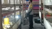 WhatsApp Image 2025-06-25 at 10.31.27 Bhabinkamtibmas Ombe Baru Dorong Ketahanan Pangan Lewat Kunjungan ke Peternak Ayam