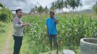 Bhabinkamtibmas Cendi Manik Dukung Petani Jagung untuk Ketahanan Pangan Sekotong (1) Perkuat Ketahanan Pangan, Polisi Bina Petani Jagung di Sekotong
