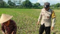 Polsek Gerung Perkuat Ketahanan Pangan Lewat Pendampingan Petani di Babussalam