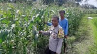 Bhabinkamtibmas Montong Are Dorong Ketahanan Pangan Melalui Pendataan Petani Jagung