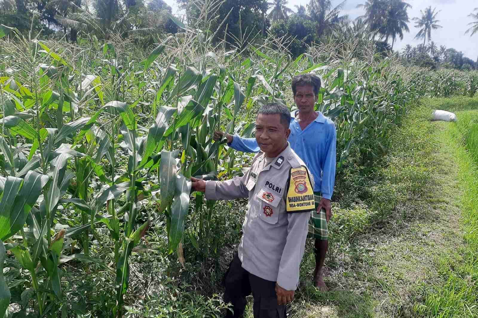 Bhabinkamtibmas Montong Are Dorong Ketahanan Pangan Melalui Pendataan Petani Jagung