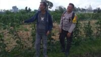 Ketahanan Pangan Dimulai dari Desa, Inisiatif Bhabinkamtibmas di Dusun Beremi Kuripan