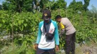 Ketahanan Pangan Diperkuat, Bhabinkamtibmas Gandeng Petani Jagaraga (1) Ketahanan Pangan Diperkuat, Bhabinkamtibmas Gandeng Petani Jagaraga