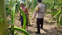 Ketahanan Pangan Diperkuat, Polres Lombok Barat Turun ke Ladang