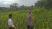 Ketahanan Pangan dan Keamanan Diperkuat di Sekotong Tengah Lewat DDS Bhabinkamtibmas