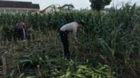 Peran Aktif Bhabinkamtibmas Labuapi Dukung Ketahanan Pangan Lokal