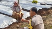 Peran Aktif Polri di Gelogor Dorong Kesadaran Pertanian Warga