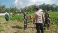 Sinergi TNI-Polri Dukung Ketahanan Pangan di Desa Taman Ayu, Gerung