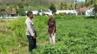 WhatsApp Image 2025-07-17 at 12.50.22 Kunjungi Petani di Sekotong, Polri Tekankan Pemanfaatan Lahan Demi Kedaulatan Pangan