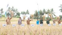 Panen Padi Organik di Lombok Timur
