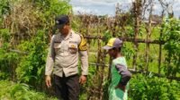 Bhabinkamtibmas di Labuapi dan Warga Bersinergi Jaga Ketahanan Pangan Nasional