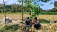 Dukung Ketahanan Pangan, Bhabinkamtibmas Lembar Beri Semangat Petani Jagung di Eyat Mayang