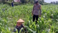 Sinergi Polisi dan Petani Bhabinkamtibmas Kuripan Galakkan Pemanfaatan Pekarangan Rumah
