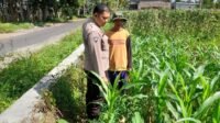 Kepolisian Kediri Bina Petani Jagung Gelogor, Perkuat Ekonomi dan Pangan Lokal