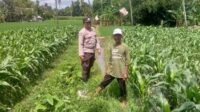 Jagung Jadi Alternatif Pangan di Desa Jagaraga, Bhabinkamtibmas Jadi Penggerak