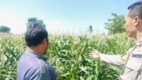 Polri Hadir untuk Pangan: Petani Desa Labuapi Didukung Tanam Jagung di Lahan Kosong