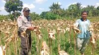 Situasi Desa Merembu Kondusif, Polisi Ajak Warga Fokus pada Kemandirian Pangan