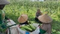 Panen Jagung Dusun Jerneng: Polsek Labuapi Dorong Swasembada Pangan Lokal
