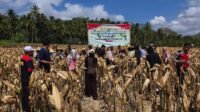 Panen Raya Jagung di Desa Pelangan, Polsek Sekotong Perkuat Ketahanan Pangan