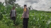 Polri Aktif Kawal Pertanian Jagung di Desa Kuranji Dalang, Labuapi Lombok Barat