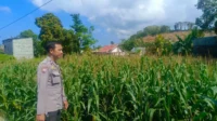 Kehadiran Polisi di Ladang Jagung, Bukti Sinergi Polri dan Petani di Lombok Barat