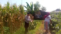 Bhabinkamtibmas dan Petani Bersatu Perkuat Ketahanan Pangan Lokal