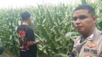 Bhabinkamtibmas Turun ke Sawah, Petani Lombok Barat Kian Semangat