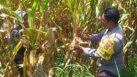 Untitled Jaga Stabilitas Pangan, Polri Edukasi Pemanfaatan Lahan