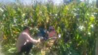 WhatsApp Image 2025-11-08 at 11.03.30 Jagung Lelede Panen Raya, Polri Pastikan Proses Aman dan Harga Stabil