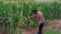 Polri Dukung Swasembada Pangan di Lombok Barat