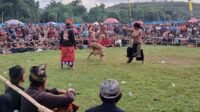 Pelestarian Budaya Sasak: Final Peresean Tarung Pepadu Lombok Berlangsung Aman
