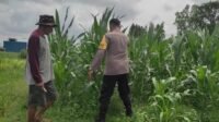 Sinergi Polri-Masyarakat: Pekarangan Warga Lombok Barat Diubah Jadi Sumber Pangan