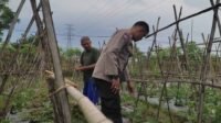 Polsek Sekotong Dampingi Petani Kuranji Dalang